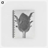 アートメモ帳-Papaver orientale - カール ブロスフェルト Memo.