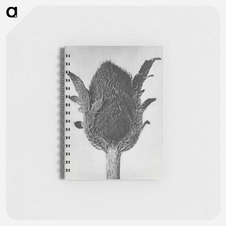 アートメモ帳-Papaver orientale - カール ブロスフェルト Memo.