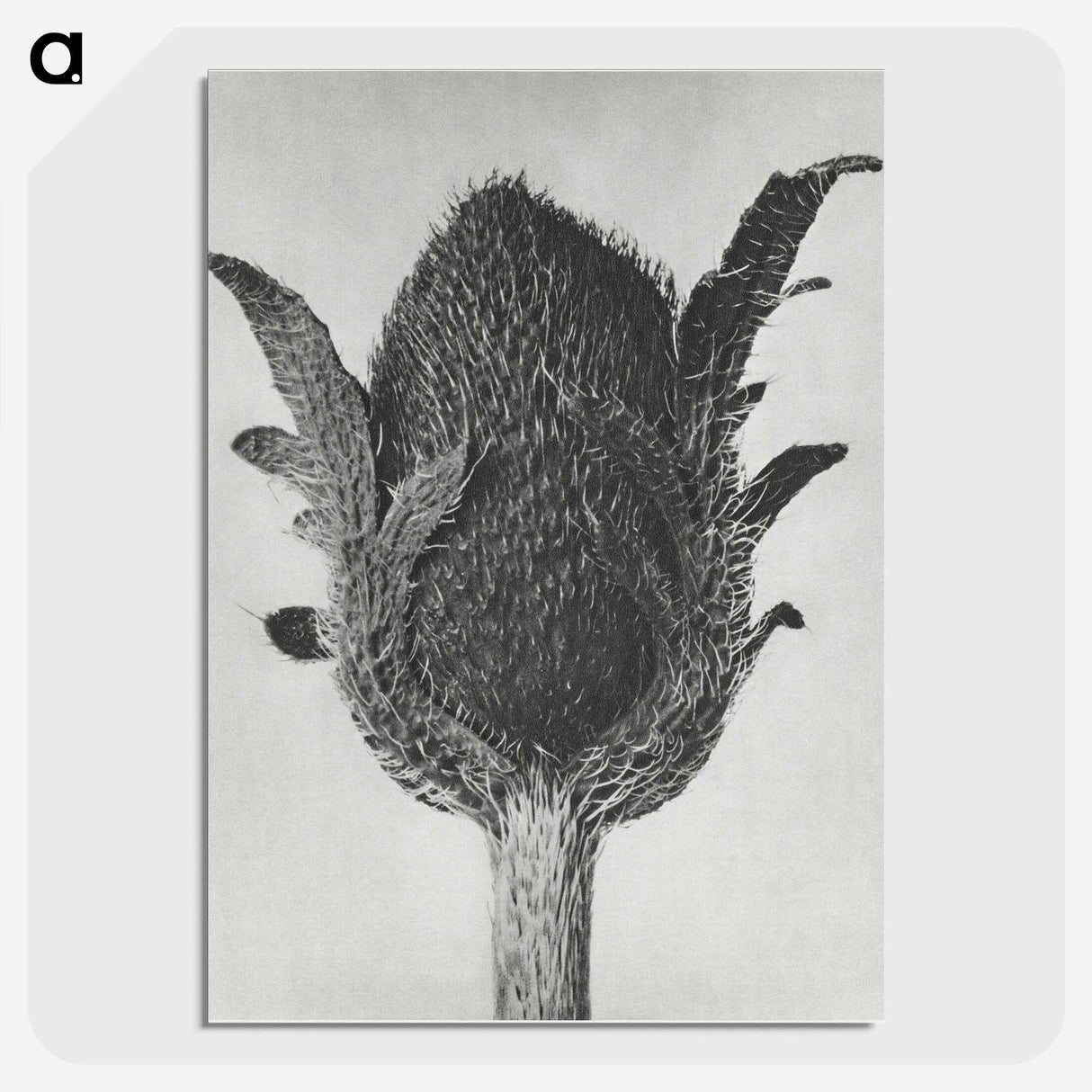 1-76_Karl-Blossfeldt_picture-crop