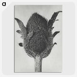 1-76_Karl-Blossfeldt_picture-crop
