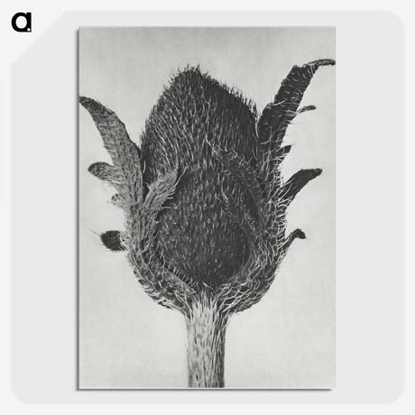 1-76_Karl-Blossfeldt_picture-crop