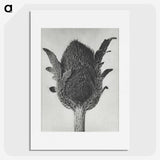 1-76_Karl-Blossfeldt_picture