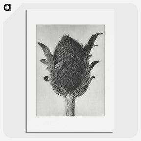 1-76_Karl-Blossfeldt_picture