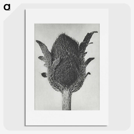 1-76_Karl-Blossfeldt_picture