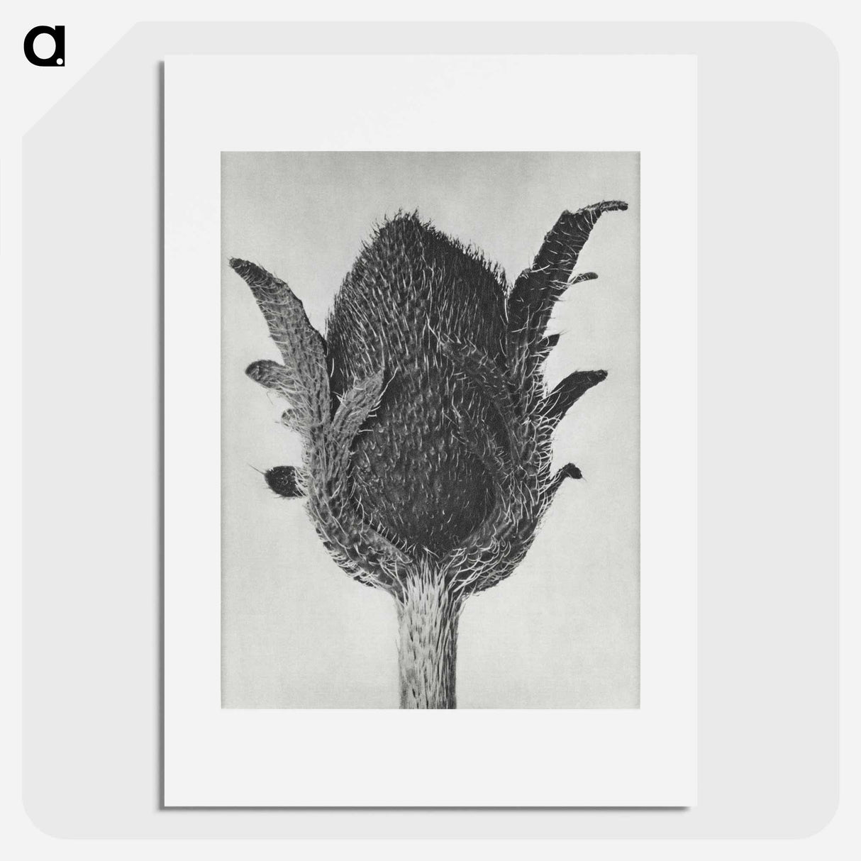 アートポスター-Papaver orientale - カール ブロスフェルト Poster.