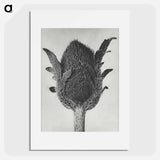 アートポスター-Papaver orientale - カール ブロスフェルト Poster.