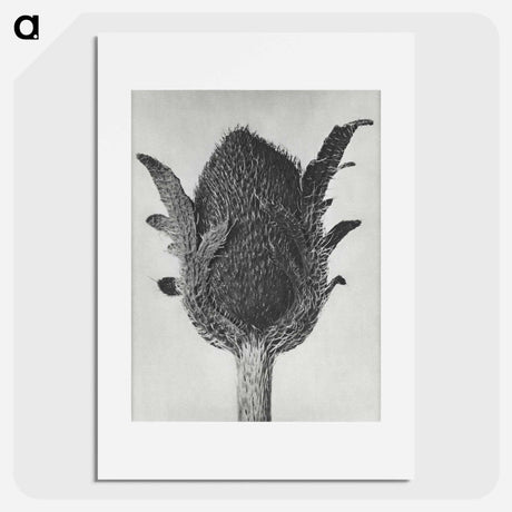 アートポスター-Papaver orientale - カール ブロスフェルト Poster.