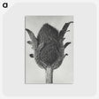 1-76_Karl-Blossfeldt_postcard