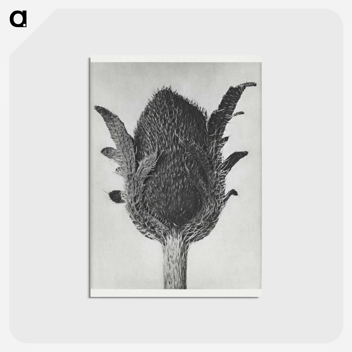 アートポストカード-Papaver orientale - カール ブロスフェルト Postcard.