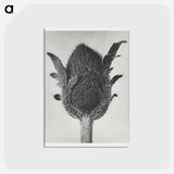 アートポストカード-Papaver orientale - カール ブロスフェルト Postcard.