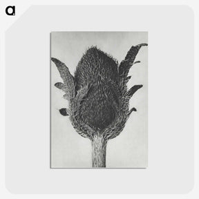 1-76_Karl-Blossfeldt_postcard