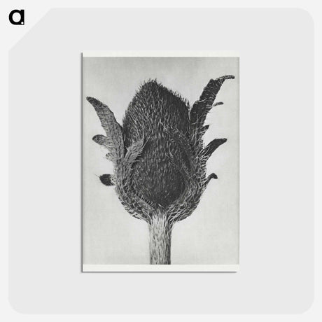 アートポストカード-Papaver orientale - カール ブロスフェルト Postcard.