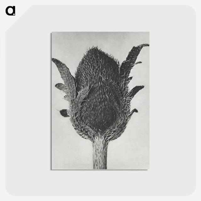 1-76_Karl-Blossfeldt_postcard