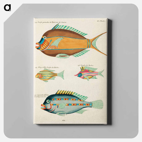 アートパネル-Moluccan Fishes
 - ルイ ルナール Canvas.