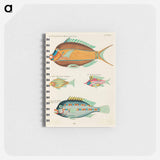 Moluccan Fishes
 - Louis Renard Memo.