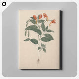 アートパネル-Impatiens rothii
 - ルイージ バルガーニ Canvas.
