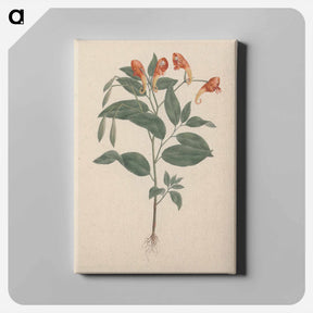 アートパネル-Impatiens rothii
 - ルイージ バルガーニ Canvas.