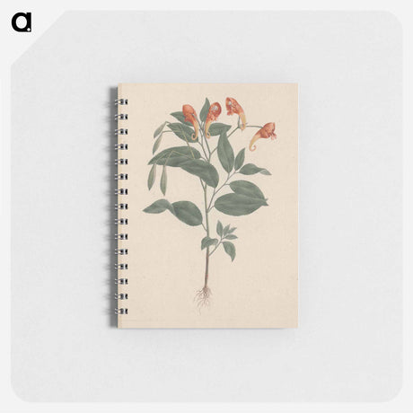 アートメモ帳-Impatiens rothii
 - ルイージ バルガーニ Memo.