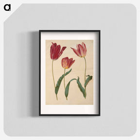 アートポスター-Tulipa Gesneriana
 - マリア ジビーラ メーリアン Poster.