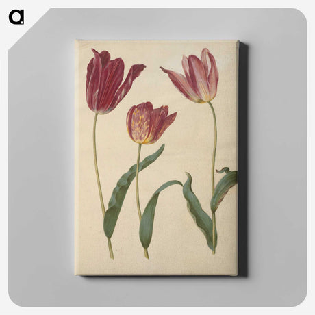 1-76_Maria-Sibylla-Merian_canvas