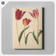 アートパネル-Tulipa Gesneriana
 - マリア ジビーラ メーリアン Canvas.