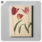 アートパネル-Tulipa Gesneriana
 - マリア ジビーラ メーリアン Canvas.