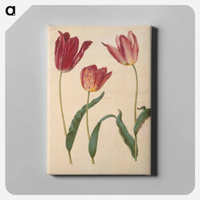 アートパネル-Tulipa Gesneriana
 - マリア ジビーラ メーリアン Canvas.