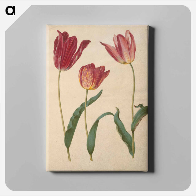 アートパネル-Tulipa Gesneriana
 - マリア ジビーラ メーリアン Canvas.
