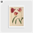 アートポストカード-Tulipa Gesneriana
 - マリア ジビーラ メーリアン Postcard.