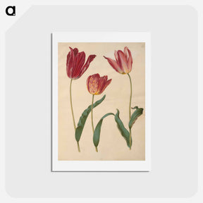 アートポストカード-Tulipa Gesneriana
 - マリア ジビーラ メーリアン Postcard.