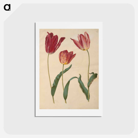 アートポストカード-Tulipa Gesneriana
 - マリア ジビーラ メーリアン Postcard.