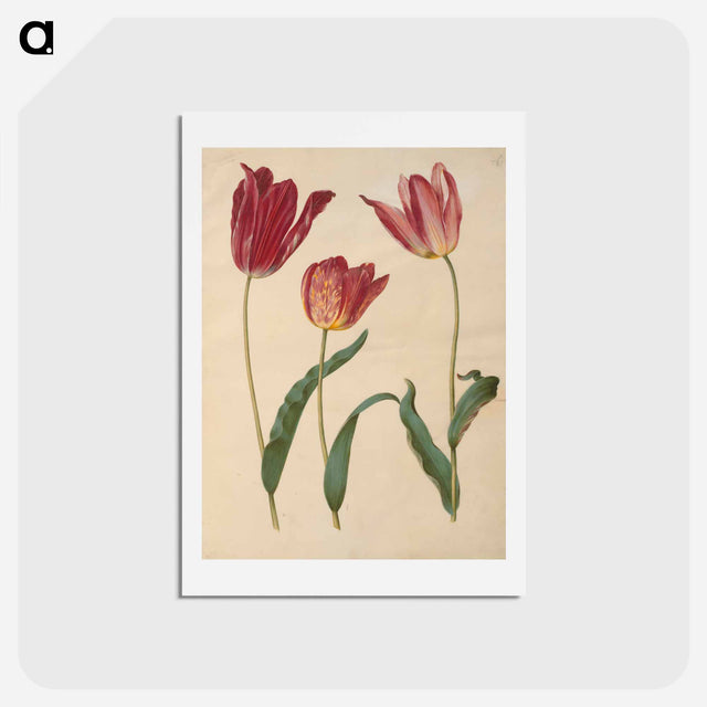 アートポストカード-Tulipa Gesneriana
 - マリア ジビーラ メーリアン Postcard.