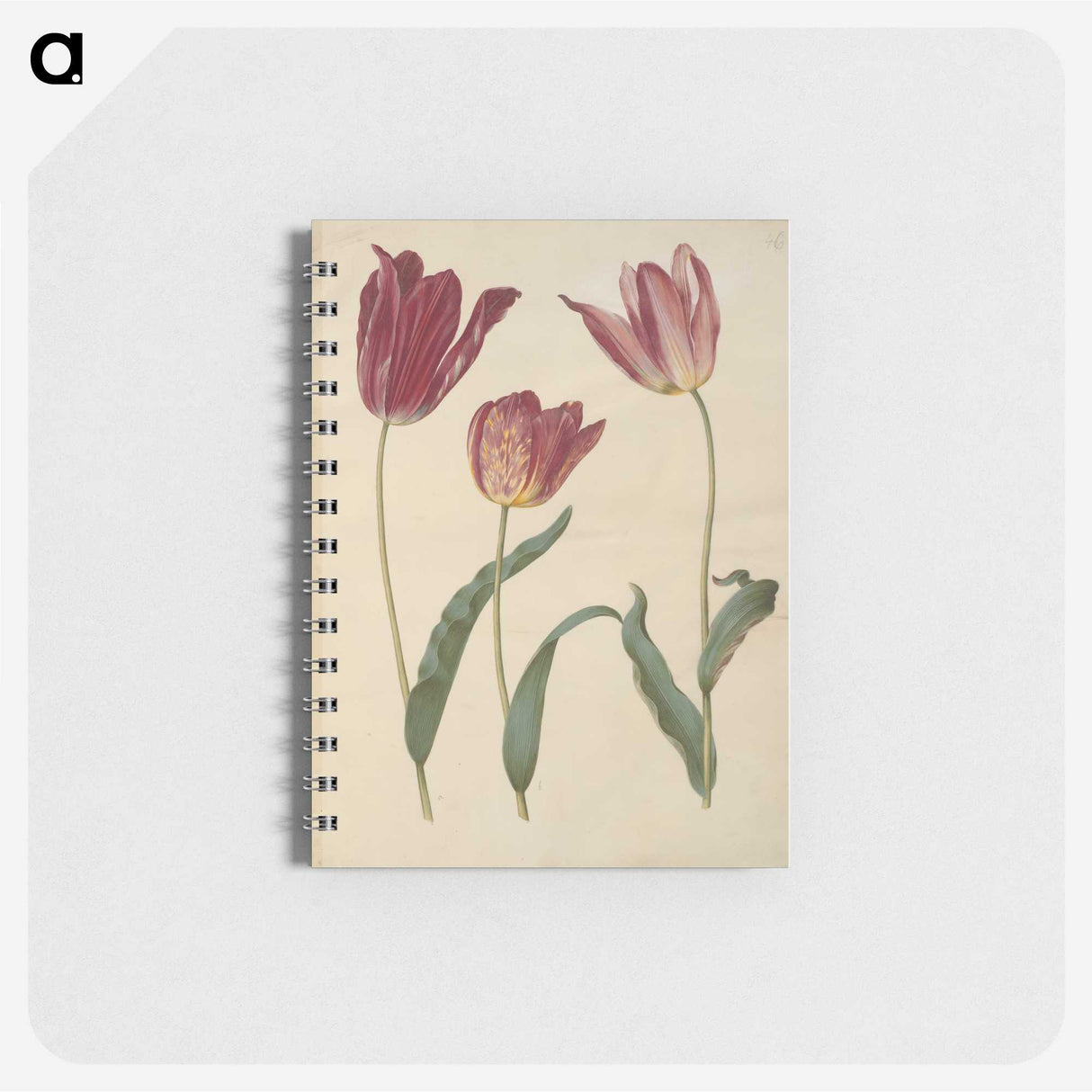 1-76_Maria-Sibylla-Merian_memo