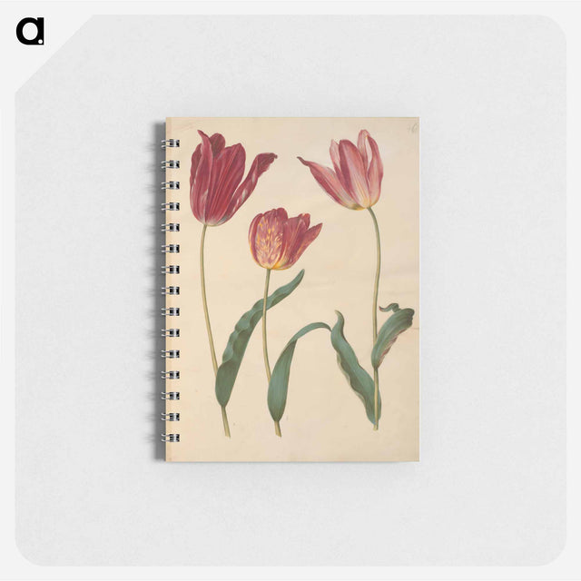 アートメモ帳-Tulipa Gesneriana
 - マリア ジビーラ メーリアン Memo.