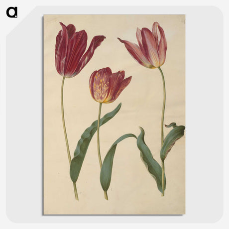 1-76_Maria-Sibylla-Merian_picture-crop