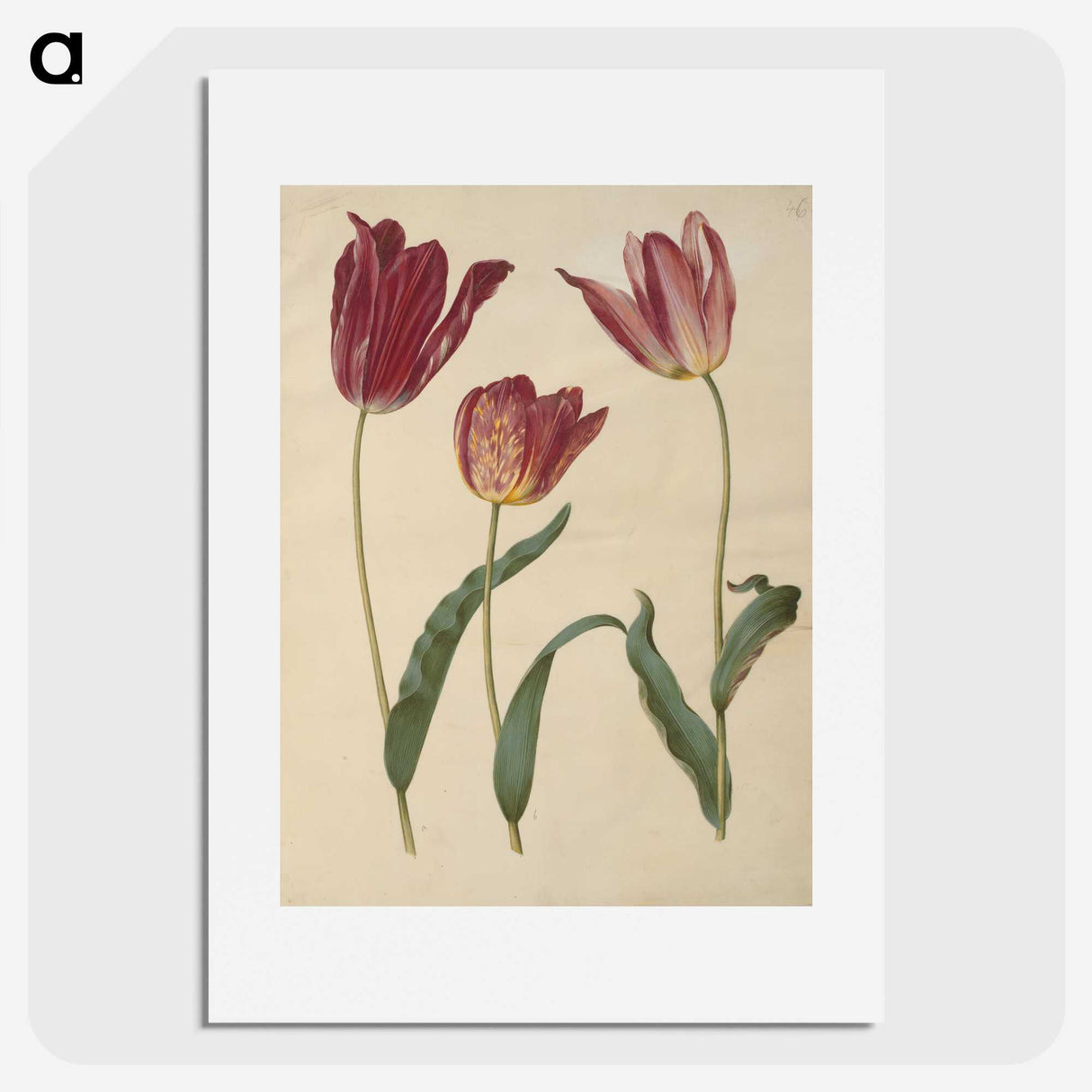 1-76_Maria-Sibylla-Merian_picture