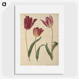 1-76_Maria-Sibylla-Merian_picture
