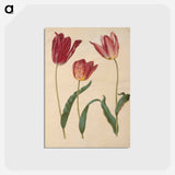 アートポストカード-Tulipa Gesneriana
 - マリア ジビーラ メーリアン Postcard.
