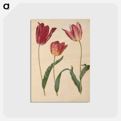 アートポストカード-Tulipa Gesneriana
 - マリア ジビーラ メーリアン Postcard.