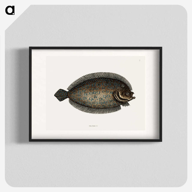 1-76_Mark-Catesby_blk