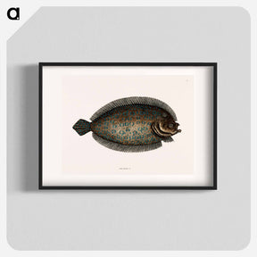 アートポスター-Sole Fish
 - マーク ケイツビー Poster.