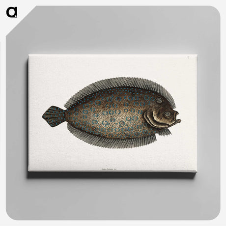 1-76_Mark-Catesby_canvas