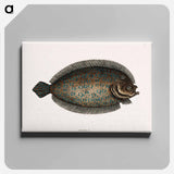 アートパネル-Sole Fish
 - マーク ケイツビー Canvas.