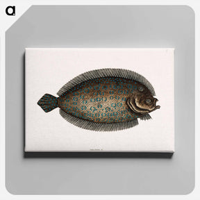 アートパネル-Sole Fish
 - マーク ケイツビー Canvas.