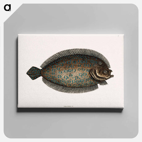 アートパネル-Sole Fish
 - マーク ケイツビー Canvas.