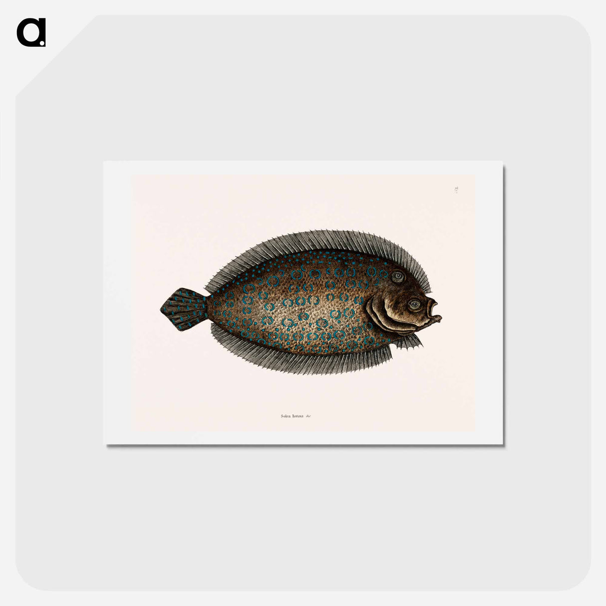 アートポストカード-Sole Fish
 - マーク ケイツビー Postcard.