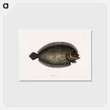 アートポストカード-Sole Fish
 - マーク ケイツビー Postcard.