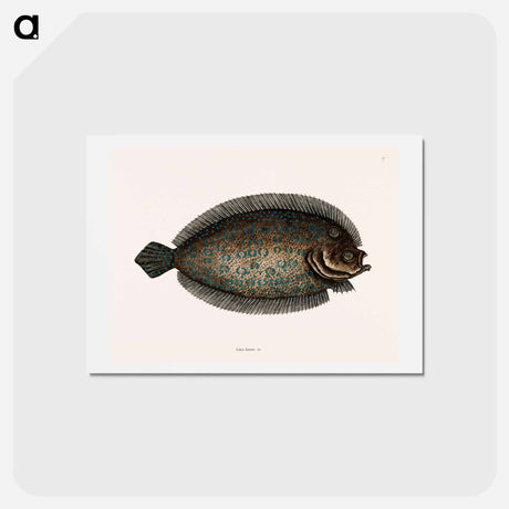 アートポストカード-Sole Fish
 - マーク ケイツビー Postcard.