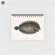 アートメモ帳-Sole Fish
 - マーク ケイツビー Memo.