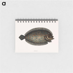 アートメモ帳-Sole Fish
 - マーク ケイツビー Memo.